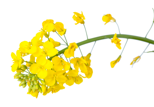 A close-up of bright yellow canola flowers, showcasing their delicate petals and green stems, isolated on a white background, transparent PNG