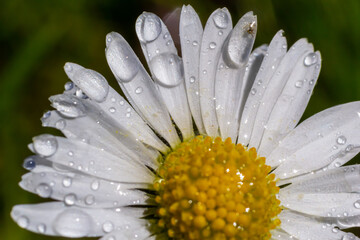 Macro image of dewy Daisy flower or Bellis perennis from Asteraceae family, close up of blooming spring meadow flowers © Oleh Marchak