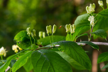 Lonicera hystheum, fly goneisuckle vgite flowers closep selective fotus