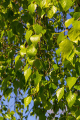 green spring leaves on a branch. birch leaves. birch branches, tree in the park, spring season....