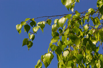 Close up view of flowering yellow catkins on a river birch tree betula nigra in spring, with blue...