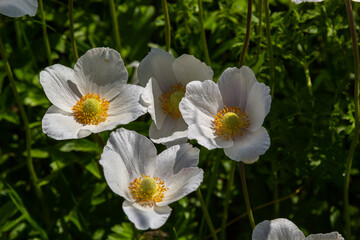 White spring flowers in green grass lawn. White anemone flowers. Anemone sylvestris, snowdrop...