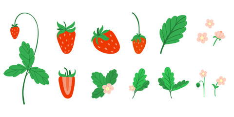 Strawberry cute. fresh forest or garden berry, leaves and flowers. Whole and cut berries, print patterns and packaging decor. Doodle summer set. Vector cartoon flat style isolated illustration