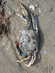 Granchio blu morto sulla spiaggia di Cesenatico in Italia. Il suo nome scientifico è Callinectes sapidus.