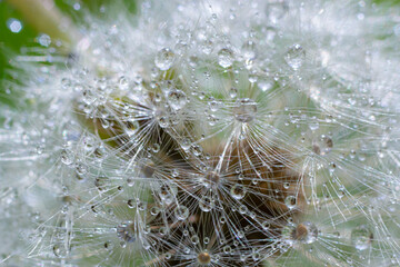 Water droplets on a Dandelion flower macro close-up morning sunshine with bokeh lights. Dandelion seed with reflection