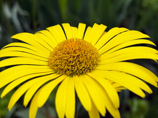 Yellow Daisy Flower Closeup. Leopard's Bane. Doronicum orientale.