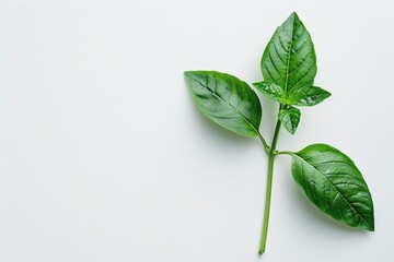 Fresh basil leaf on a blank white surface.