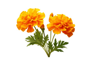 Dancing Daffodils. On a White or Clear Surface PNG Transparent Background.