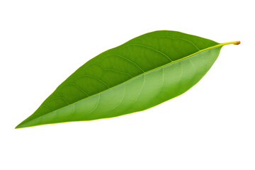 Fototapeta premium Whispering Green Serenity. On a White or Clear Surface PNG Transparent Background.