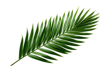 Whispers of Nature: A Captivating Palm Leaf Dance. On a White or Clear Surface PNG Transparent Background.