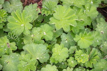 Water droplets on foliage of Alchemilla mollis, the garden lady's-mantle aka lady's-mantle...leaves, vrouwenmantel..