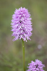 Naked man orchid or the Italian orchid (Orchis italica), is a species of orchid native to the Mediterranean