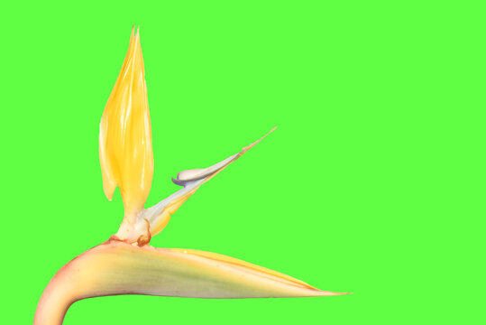 bird of paradise flower blurred background