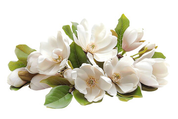 Magnolia Bouquet On Transparent Background.