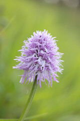 Naked man orchid or the Italian orchid (Orchis italica), is a species of orchid native to the Mediterranean