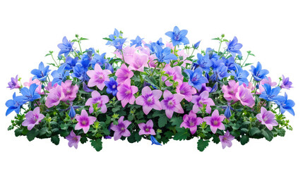 Campanula. Cut out blue and pink flowers, Flower bed isolated on white background, Bush for garden design or landscaping, High quality clipping mask,Blurry Flower and natural bokeh for Background
