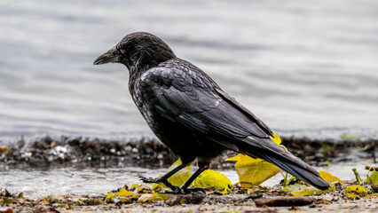 Crow on the beach. Carrion crow perching. One isolated corvus corone.