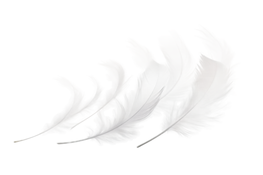 Dance of the Ethereal Feathers. On a White or Clear Surface PNG Transparent Background.
