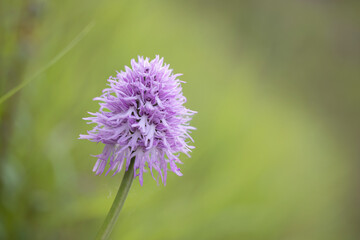 Naked man orchid or the Italian orchid (Orchis italica), is a species of orchid native to the Mediterranean