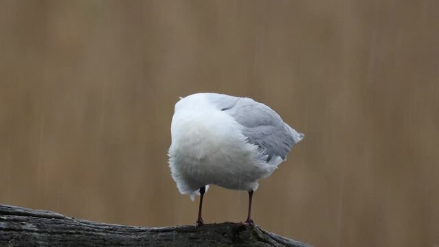 a black-headed gull cleans itself in the rain sitting on a dead tree in the middle of a pond