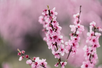 Obraz premium A peach blooms in the spring garden. Beautiful bright pale pink background. A flowering tree branch in selective focus. A dreamy romantic image of spring. Atmospheric natural background