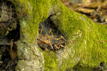 a spider web in a tree that is overgrown with moss