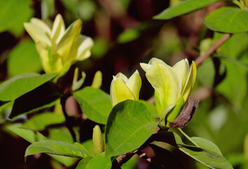 Magnolia yellow blooms in spring