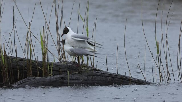 black-headed gulls mating in the rain