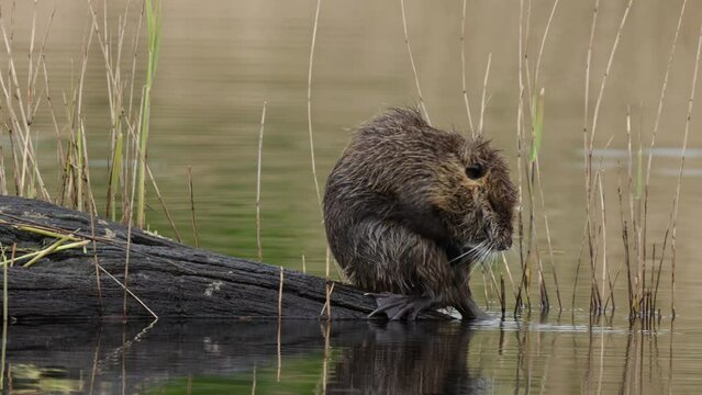 a nutria (coypu) all wet from the rain washes himself on a dead tree in the middle of a pond