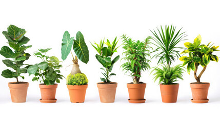 Set of different houseplants in flower pots on white background, banner design,Beautiful trees in pots. Beautiful tree on a white background, It is convenient to cut and combine with other tasks
