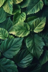 Fototapeta premium Green leaves background