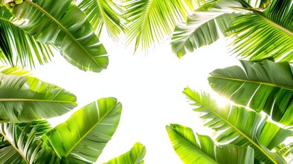  sun permeating palm leaves, central palm tree