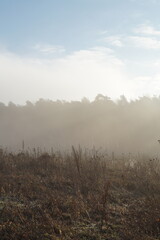 Fototapeta na wymiar misty morning field forest