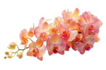 Orchid Bouquet On Transparent Background.