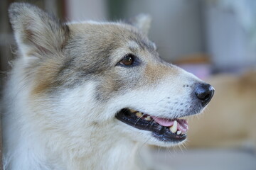Close up to one side face a dog