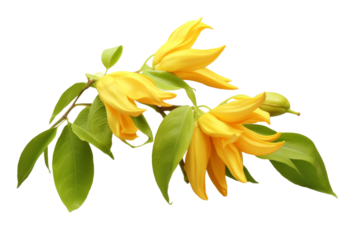 Radiant Yellow Blossom Dance. On a White or Clear Surface PNG Transparent Background.