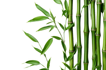Sea Bamboo On Transparent Background.