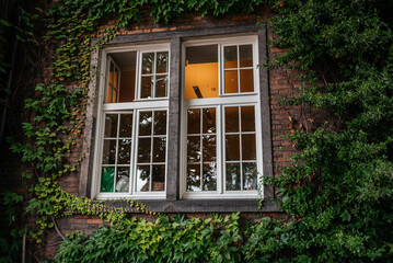 Ivy-Covered Building with Vintage Window