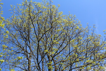 birch branches with green leaves against a blue sky in spring