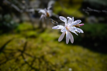 Star magnolia in Kenrokuan Garden, Kanazawa, Japan