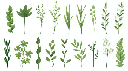 Different herbs leaves on white background Vector illustration