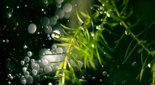 Aquatic plant - elodea in aquarium. Selective focus.