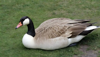 A Goose With Its Bill Tucked Under Its Wing Resti