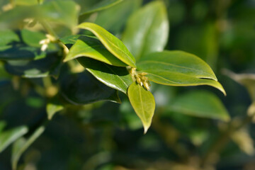 Fragrant Sweet Box leaves and flower buds