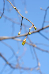 Broad-leaved lime branch with buds