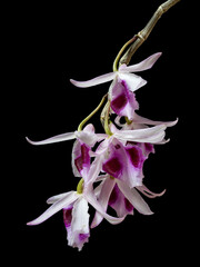 Closeup view of bright pink purple and white flowers of epiphytic tropical orchid species dendrobium anosmum isolated on black background