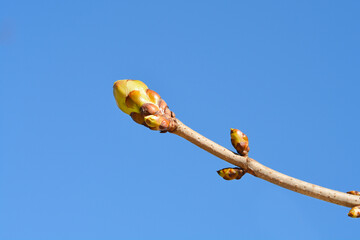 Red horse chestnut branch with bud