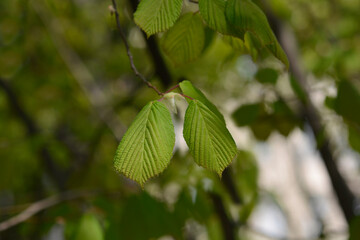 Chinese winter hazel leaves