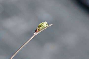Japanese Wisteria Longissima Alba branch with new leaves