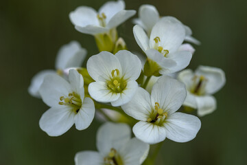 close-up of beautiful white flowers